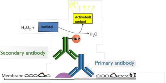 Figure  19 :  Schematic  representation  of  the  principle  of  detection  by  chemiluminescence