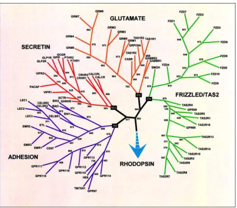Figure 3 : Relations phylogénétiques entre les RCPG dans le génome humain 10 . 