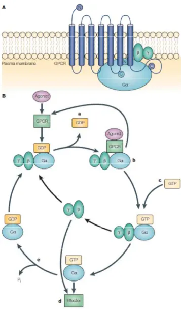 Figure 7 : Activation des récepteurs couplés au protéines G (A. Schéma du RCPG couplé à la protéine G,  B