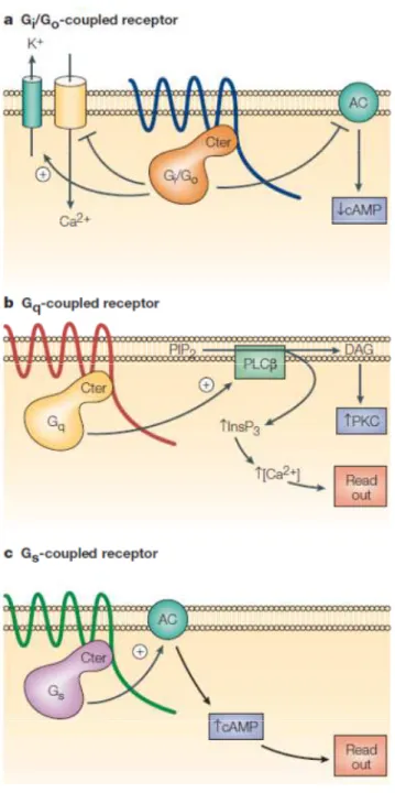 Figure 8 : Transduction du signal par les différents sous-types de protéines G 17