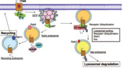 Figure 10 : Implication des β-arrestines dans l’internalisation des RCPG, la machinerie de l’endocytose 22   