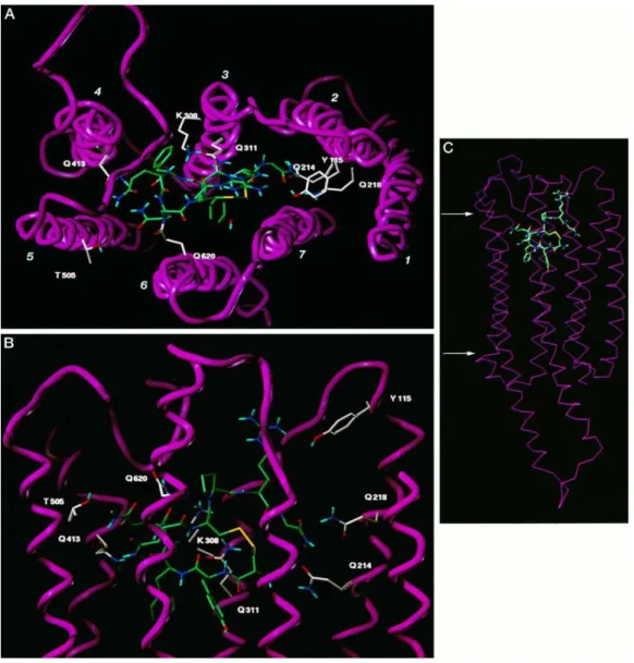 Figure 12 : AVP complexée dans le récepteur de la vasopressine V 1a  de rat 30