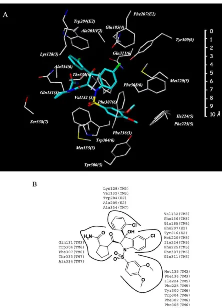 Figure 13 : SR49059 complexé dans la cavité du récepteur de la vasopressine V 1a 41