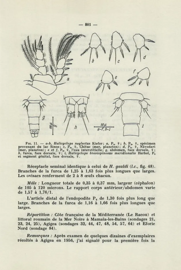 FIG.  11.   —   a-h,  Halicgclops  neglectus  Kiefer;  a,  Pj,  9  ;   b,   P„  9,  spécimen  provenant  du  lac  Sinoe;  c,  P 5 ,  9,  Chituc  (mer,  plancton);  d,  P 5 ,  9,  Nàvodari  (mer,  plancton);  e  et  /,  P 6 ,  9,  l'eau  interstitielle;  g,