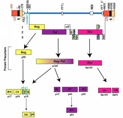 Figure  1.1.2.  HIV-1  genetic  organization. Three  major  genes:  gag,  pol  and env, and  genes  encoding  regulatory and accessory proteins are present in the viral RNA