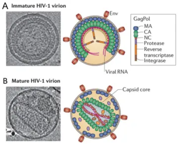 Figure 1.1.5. HIV-1 immature (A) and mature (B) virions. Representative central sections from  the electron cryotomograms together with the schematic illustrations of an immature and a mature 