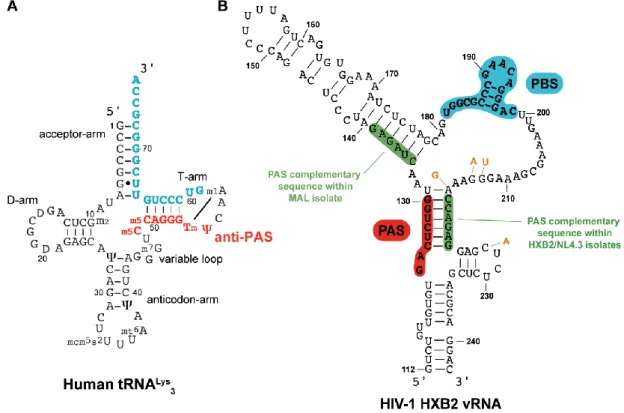 Figure 1.2.8. Secondary structures of (A) the human tRNA Lys3 , in blue is the sequence complementary  to the PBS and in red is the anti-PAS sequence; (B) PBS domain within the HIV-1 HXB2 isolate, in 