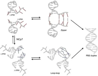 Figure  1.2.11.  Proposed  pathways  for  ()/(+)PBS  annealing  in  the  absence  (upper)  and  in  the  presence (bottom) of NC