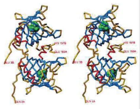 Figure  4:  Vue  stéréoscopique  de  la  structure  du  dimère  constituant  une  olfactory  binding  protein  isolée chez un bovin