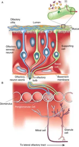 Figure  1.  Anatomical representation of the olfactory  epithelium and OSN projections