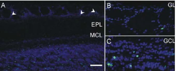 Figure 7.  Adult generated interneurons in the Olfactory Bulb. (A) Low magnification image showing BrdU  labeled cells (green) 30 days after BrdU injection, in the glomerular (arrowheads) and granule cell layers