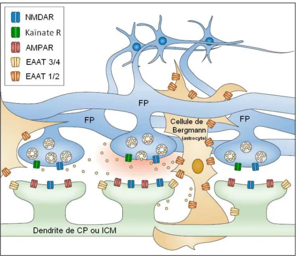 Figure 6. D’après Tzingounis &amp; Wadiche, 2007 : Représentation schématique des  synapses  « en  passant » dans le cortex cérébelleux