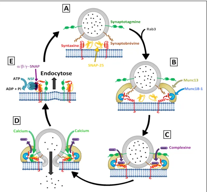 Figure 13. Représentation schématique des différentes étapes de l’exocytose. A – Recrutement des  vésicules au niveau des zones actives