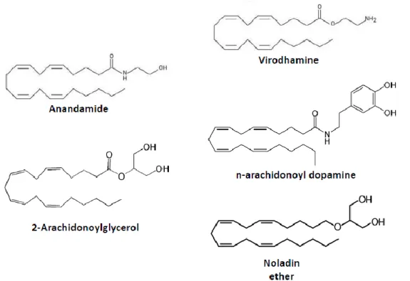 FIGURE  2  –  CHEMICAL  STRUCTURES  OF  ENDOGENOUS  MOLECULES  THAT  BIND  TO  THE  CANNABINOID  RECEPTORS 