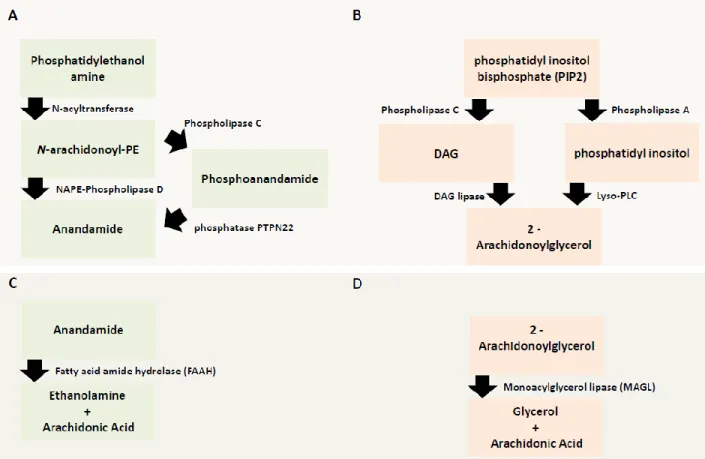 FIGURE 3 – MAIN MECHANISMS OF SYNTHESIS AND DEGRADATION OF ANANDAMIDE AND 2-AG