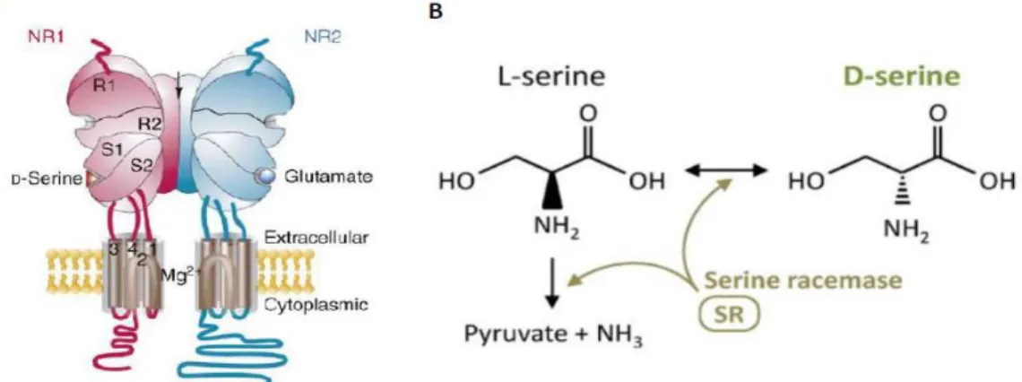 FIGURE 7 – SIGNALLING AND METABOLISM OF D-SERINE