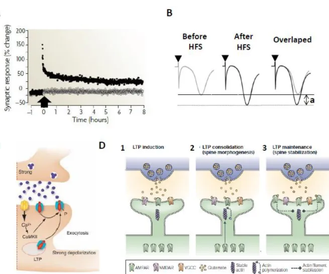 FIGURE 9 – LTP AT THE HIPPOCAMPAL CA1 EXCITATORY SYNAPSES