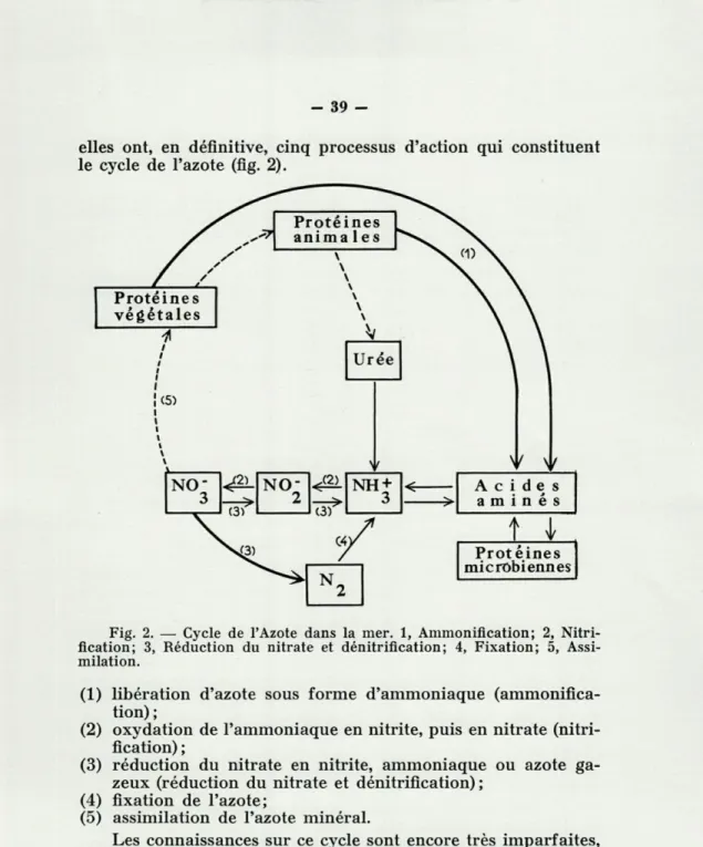 Fig.  2.  —  Cycle  de  l'Azote  dans  la  mer.  1,  Ammonification;  2,  Nitri- Nitri-fication;  3,  Réduction  du  nitrate  et  dénitriflcation;  4,  Fixation;  5,   Assi-milation
