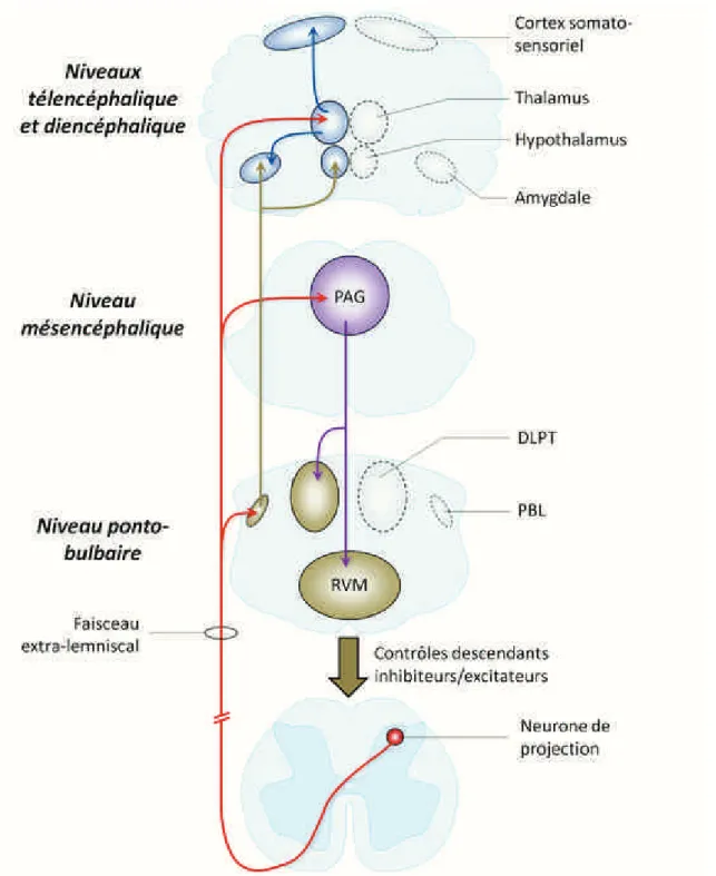 Figure 1.5: Principales eff´ erences et structures supra-spinales impliqu´ ees dans la douleur.