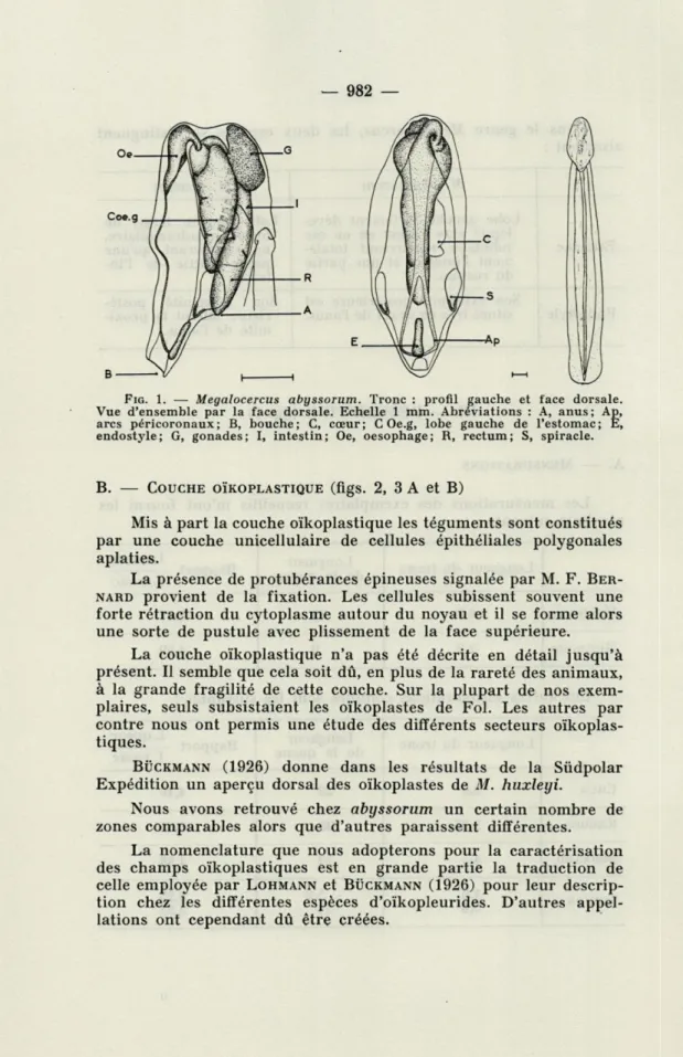 FIG.  1.   —   Megalocercus  abyssorum.  Tronc  :  profil  gauche  et  face  dorsale. 