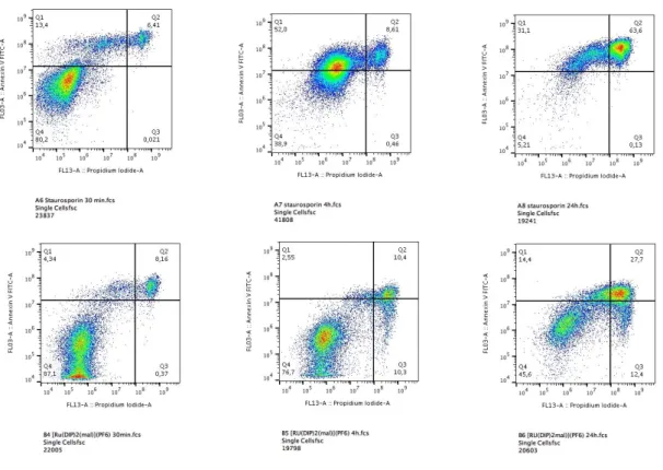 Figure 4. Annexin V and PI staining in HeLa cells treated with [Ru(DIP) 2 (mal)](PF 6 )  (10  μM)  and  staurosporine  (1  μM)  at  different  time  points