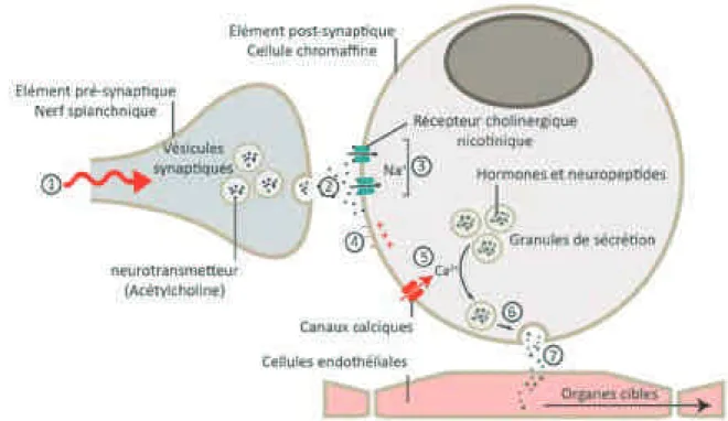 FIGURE  3.  Synapse  neuro-glandulaire  entre  les  neurones  pré-ganglionnaires  du  système  sympathique  et  les  cellules  chromaffines