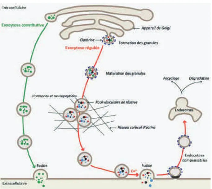 FIGURE  4.  Processus  dexocytose  dans  les  cellules  chromaffines.  Deux  voies  distinctes  sont  présentes  :  la  voie  constitutive  (vert)  et  la  voie  régulée  (rouge)