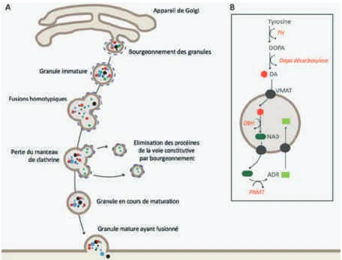 FIGURE 6. Biogénèse des granules chromaffines. (A) Schéma représentant les différentes étapes de  maturation du granule