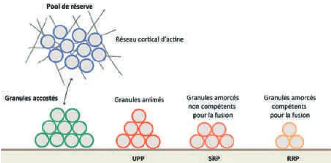 FIGURE  8.  Représentation  des  différentes  populations  de  granules  dans  la  cellule  chromaffine