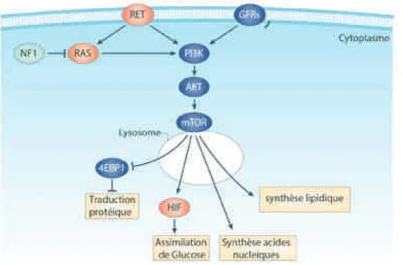 FIGURE 13. Voie des récepteurs tyrosine kinases dans les PHEO du cluster 2. Les mutations de RET  et  de  la  neurofibromine  1  (NF1)  conduisent  à  laugmentation  de  la  voie  de  signalisation  des  récepteurs tyrosine  kinases  et  des voies  activé