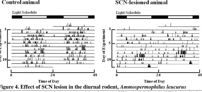 Figure 4. Effect of SCN lesion in the diurnal rodent, Ammospermophilus leucurus  