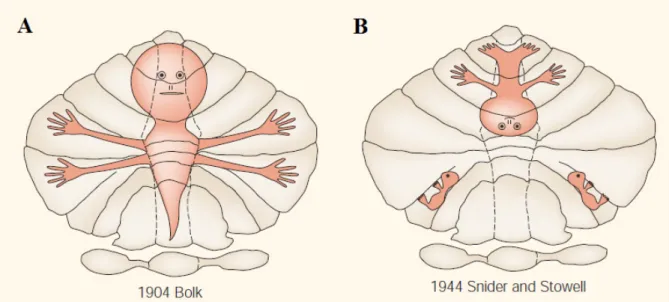 Figure 1: Early somatotopic maps in the cerebellum. Very simplified representations of body parts  were given by Bolk (A), and Snider and Stowell (B), the first approaches within the historical context  (adapted from Manni and Petrosini, 2004) 
