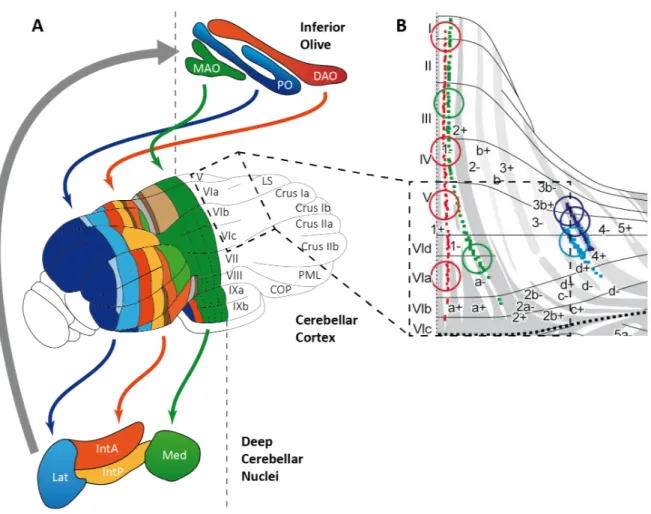 Figure  6:  Olivo-cortico-nuclear loop in the cerebellum.  (A) An overview of connected regions  between the inferior olive, the cerebellar cortex and the DCN