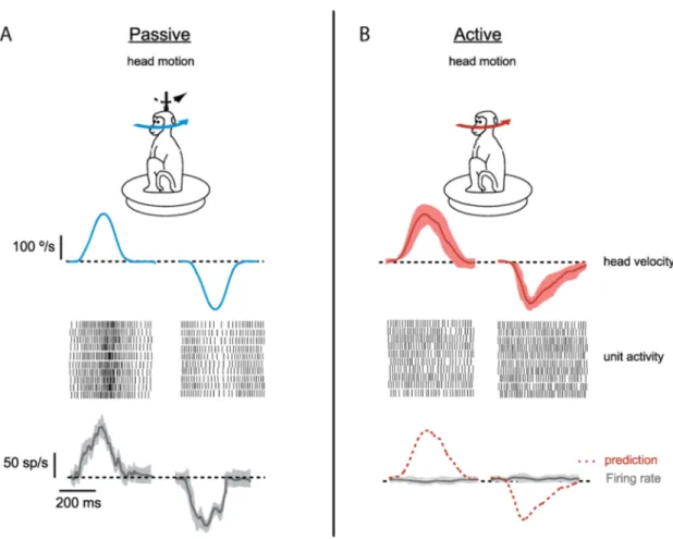 Figure  8:  DCN cell responses to passive and active movement.  In vivo  recordings from medial  nucleus in monkeys revealed different responses to the same movement (head motion)