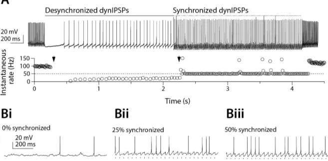 Figure 11:  The effect of synchronized PC IPSPs in whole-cell condition.  (A)  Under dynamic  clamp in vitro, synchronizing IPSPs reduced the net inhibitory effect on a DCN cell (upper graph) and  firing rate of the cell was reduced less (Bi-Bii-Biii) Degr