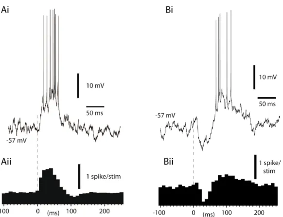 Figure 13: Integration of inputs in a DCN cell  in vivo. (A) Stimulation of mossy fiber receptive  field resulted in high frequency spiking