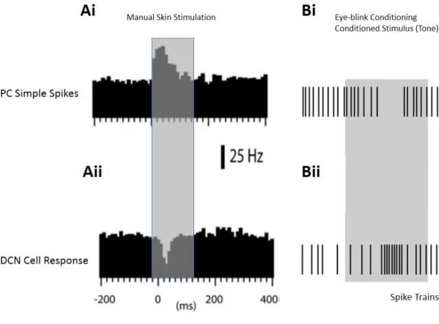 Figure 14: Different responses evoked by mossy fiber in PCs and in DCN cells. (A) Manual skin  stimulation excited PCs (Ai) and inhibited the DCN cells (Aii) however same pathway can lead to  opposite responses (B) after eye-blink conditioning where PCs we