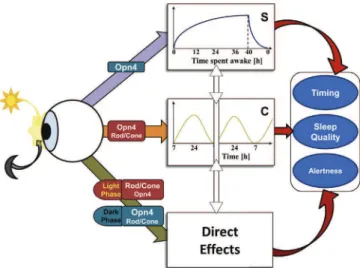 Fig. 3. A model in which the direct effects of light and darkness impinge on the balance of the ﬂ ip- ﬂ op switch to promote sleep or waking
