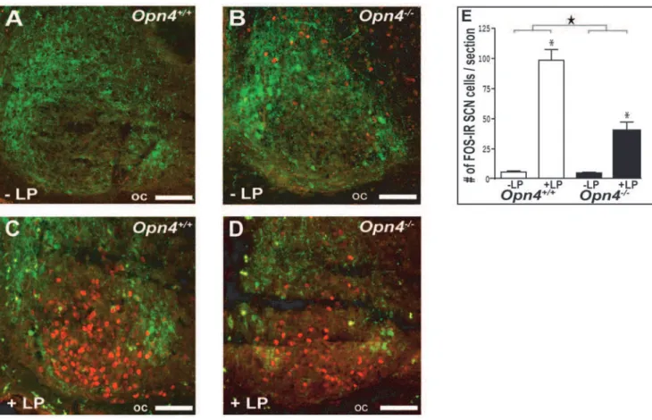 Figure 3. Effects of a 1-h light (L) pulse on c-Fos immunoreactivity in the SCN. (A–D) Effects of the L pulse administered during the habitual dark period (ZT15–16) on c-Fos immunoreactivity in the SCN of Opn4 +/+ and Opn4 2 / 2 mice