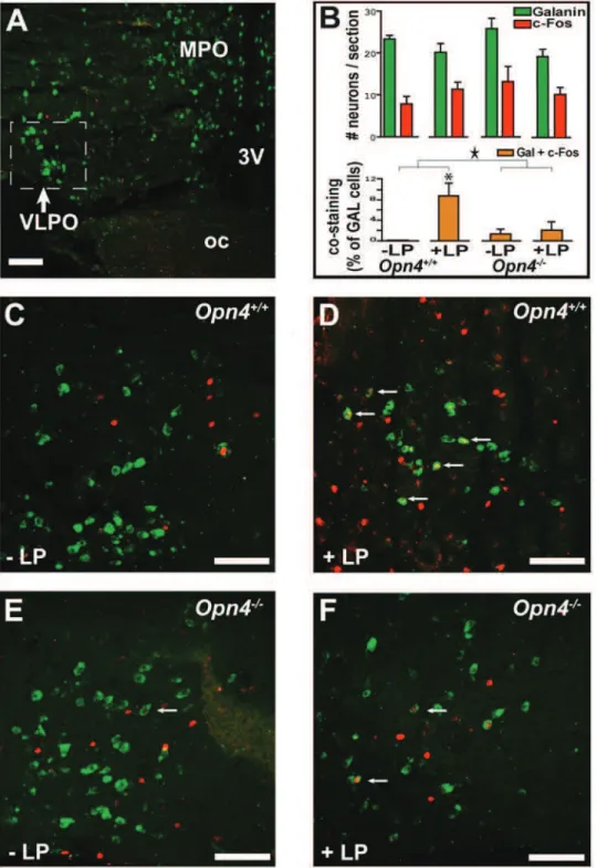 Figure 4. Effects of a 1-h light (L) pulse on c-Fos immunoreactivity in the VLPO. (A) ‘‘Sleep-active neurons’’ of the VLPO identified by ISH contain galanin mRNA (labeled green)