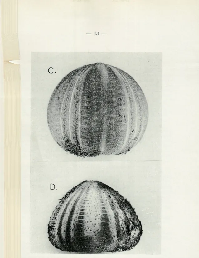 FIG.   4.   —  C  :   E.  melo  des  îles  du  cap  Vert;  D  :  gros  E.  acutus  de  Banvuls