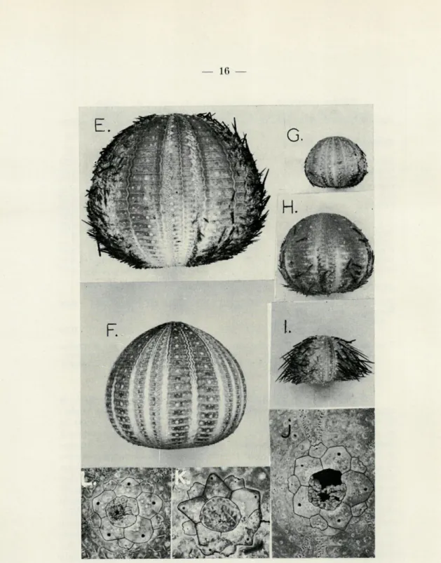 FIG.   5.  —  E  :  E.  melo  de  Cadaquès;   F  :   E.  melo,  Coste,  1842;  G,  H  :  E