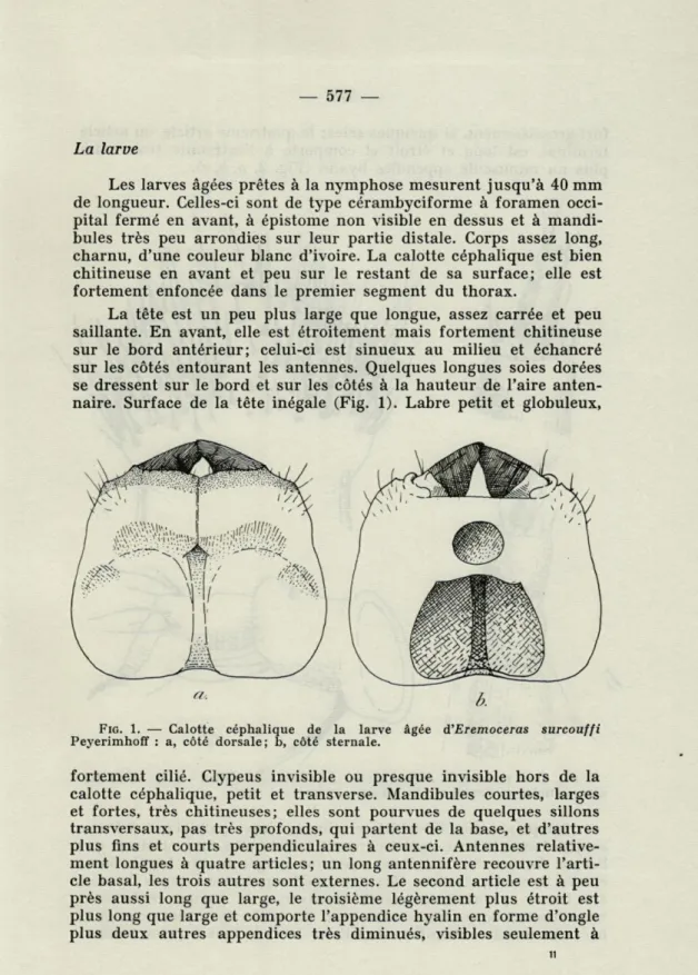 FIG.   1.  —  Calotte  céphalique  de  la  larve  âgée  d'Eremoceras  surcouffi  Peyerimhoff  :  a,  côté  dorsale;  b,  côté  sternale