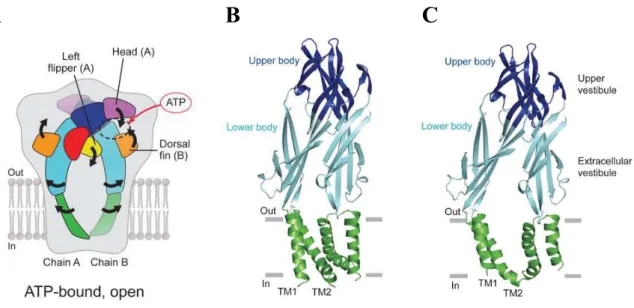 Figure 4 : Changement de conformation des récepteurs P2X suite à la liaison de l'ATP 