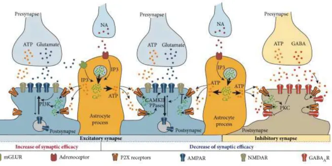 Figure 6 : Rôles des P2XR post-synaptiques 