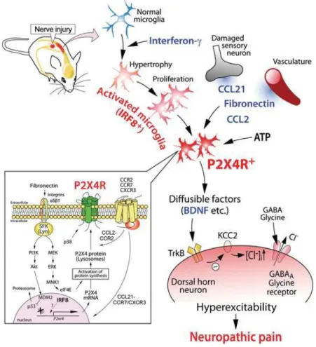 Figure 7 : Mode d'action de P2X4R dans la douleur neuropathique 