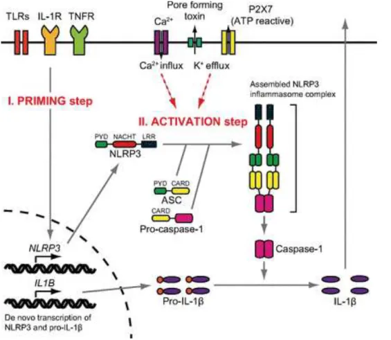Figure 10 : Schéma de l'activvation de l'inflammasome NLRP3 