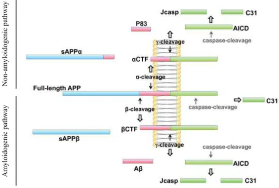 Figure 12 : Clivage de l'APP 