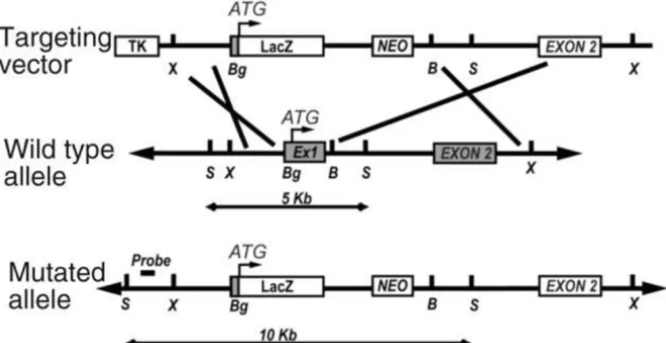 Figure 15 : Génération de la mutation sur le gène p2rx4 