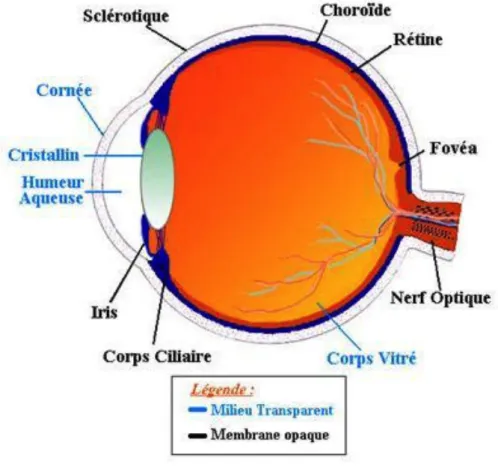 Figure 1. L’œil humain et son anatomie 